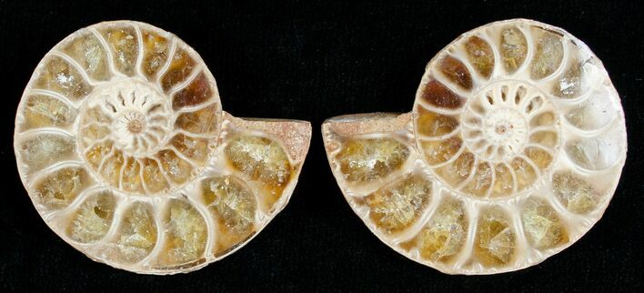 Small Desmoceras Ammonite Pair #5294